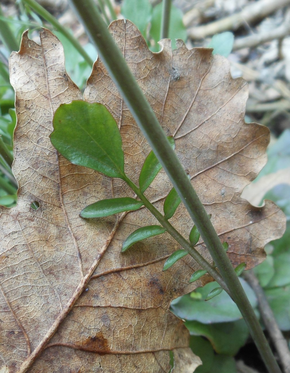 Cardamine apennina Lihov & Marhold